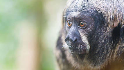 Image showing Small monkey, selective focus