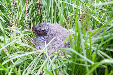 Image showing Bird on it\'s nest