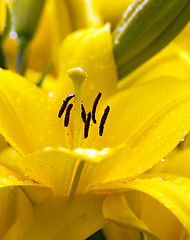Image showing lily  