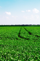 Image showing  green unripe grains