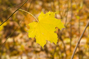 Image showing   trees   in  autumn  