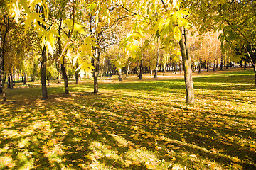 Image showing   trees   in  autumn  