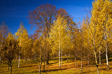 Image showing   trees   in  autumn  