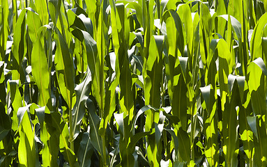 Image showing corn leaves  