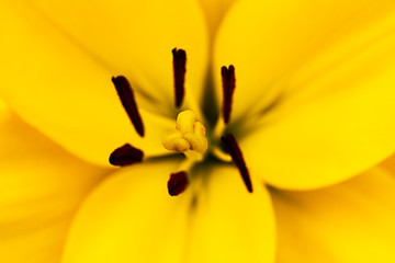 Image showing yellow lily  