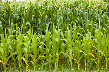 Image showing corn leaves  