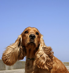 Image showing cocker spaniel in blue sky