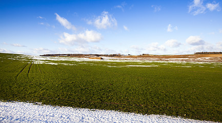 Image showing agricultural field  