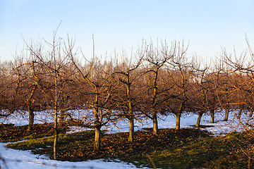 Image showing apple-tree garden 