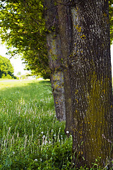 Image showing   trees in  summer 