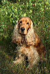 Image showing cocker spaniel sitting outside