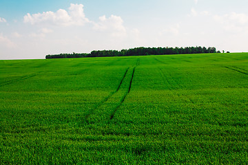 Image showing  green unripe grains