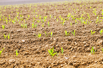 Image showing corn sprouts  