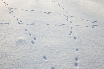 Image showing traces on snow  