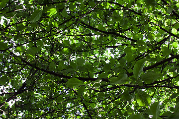 Image showing   trees in  summer 