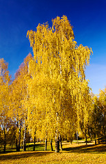 Image showing   trees   in  autumn  