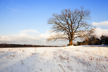 Image showing tree in the field  