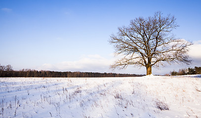 Image showing tree in the winter  