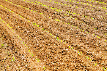 Image showing agricultural field  