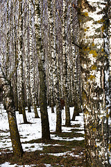 Image showing trees   in winter