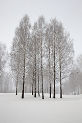Image showing trees in the winter 
