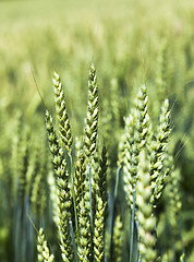 Image showing rye ear  