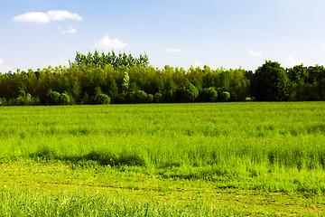 Image showing  green unripe grains