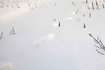 Image showing   snow. Winter