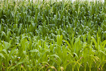 Image showing corn leaves  