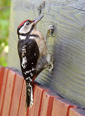 Image showing woodpecker with a red top