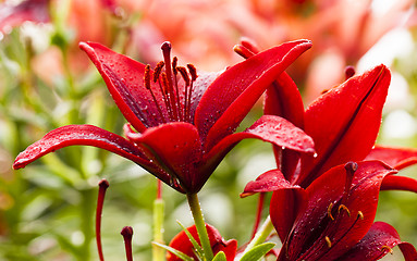 Image showing blossoming lilies  