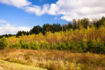 Image showing   trees   in  autumn  