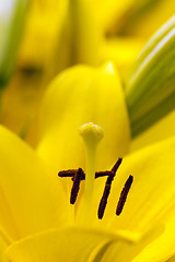 Image showing yellow lily 