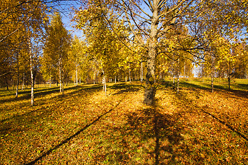 Image showing   trees   in  autumn  