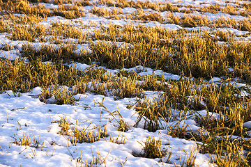 Image showing plants under snow 