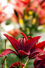 Image showing blossoming lilies  