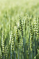 Image showing  green unripe grains