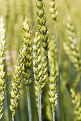 Image showing rye ear 