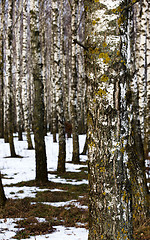 Image showing birch trees   