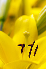 Image showing yellow lily  