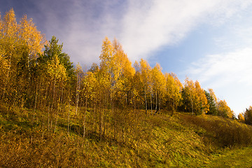 Image showing   trees   in  autumn  