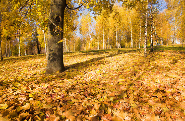 Image showing   trees   in  autumn  