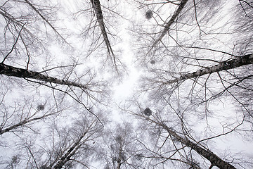 Image showing winter forest  