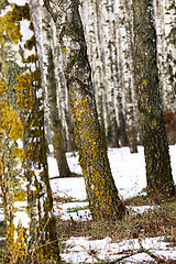 Image showing winter forest  