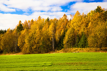 Image showing   trees   in  autumn  