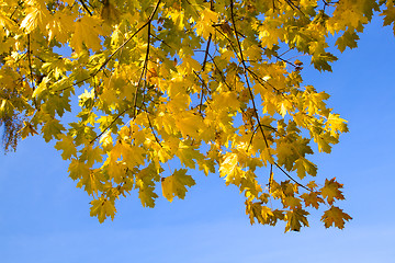 Image showing   trees   in  autumn  