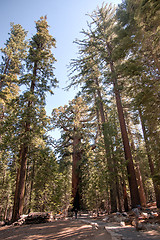 Image showing Giant Sequoia in Yosemite