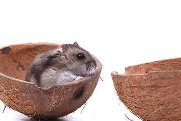 Image showing dzungarian mouse in the coconut 