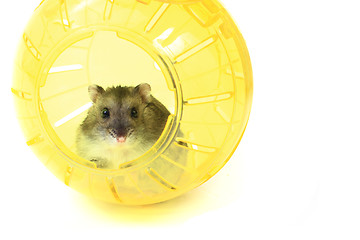 Image showing dzungarian mouse in the yellow sphere