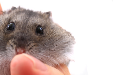 Image showing dzungarian mouse